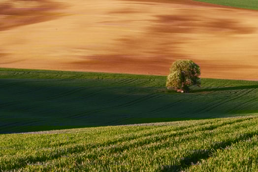 Golden colored weadow. Tree on green field in Moravia. Beautiful nature. Rural scene photo