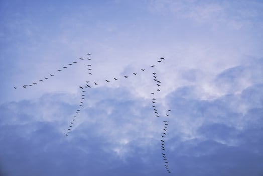 Cranes moving in formation in the sky. Migratory birds on the Darss. photo