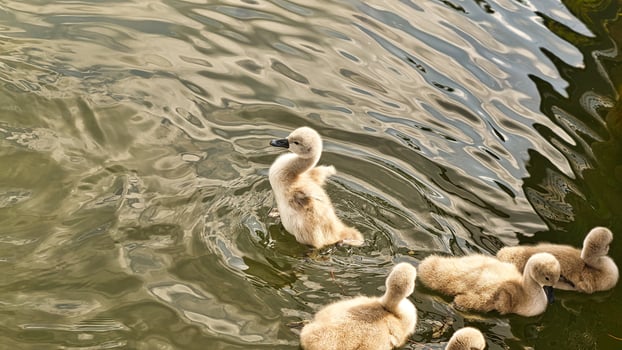 Chicks mute swan swimming in the water. Fluffy feathers of the small waterfowl photo