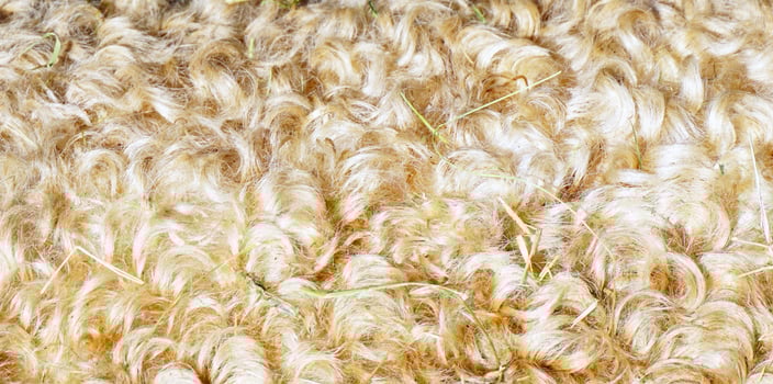 closeup natural sheep fur photo