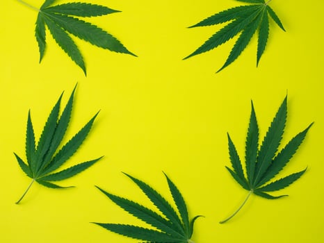 Top view of cannabis leaves on yellow background. photo