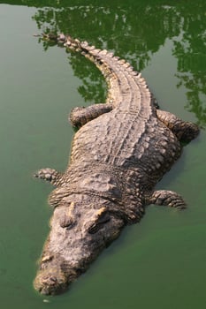 Crocodile swimming in lake. photo