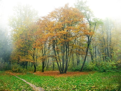 Autumn forest and sun photo