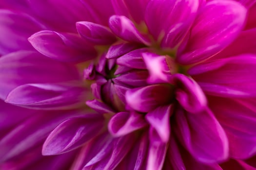 Purple dahlia flower close-up photo in a sunny fall day. Pink petals of a garden flower macro photography on a summer day. Floral pattern of blossom violet dahlia bud.