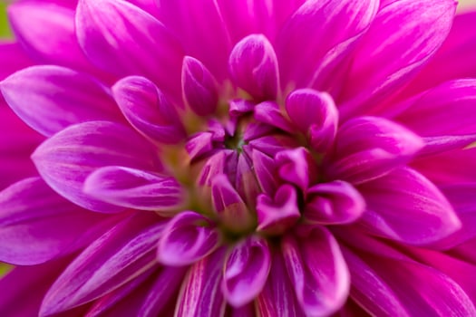 Purple dahlia flower close-up photo in a sunny fall day. Pink petals of a garden flower macro photography on a summer day. Floral pattern of blossom violet dahlia bud.