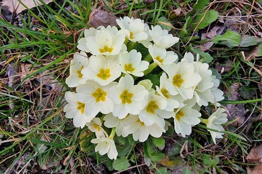 primrose flower in beginning of spring photo