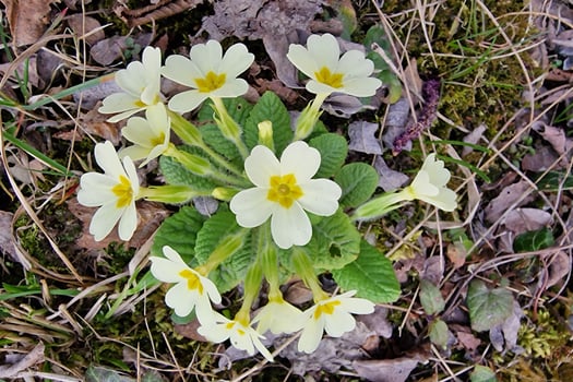 primrose flower in beginning of spring photo