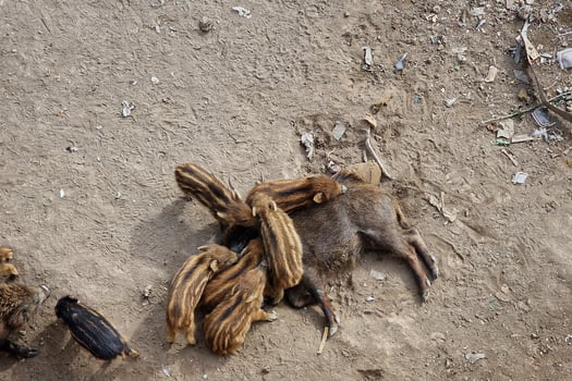 swine fever wild boar in Genoa town Bisagno river urban wildlife looking for food in garbage and resting photo
