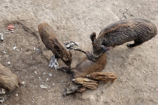 swine fever wild boar in Genoa town Bisagno river urban wildlife looking for food in garbage and resting photo