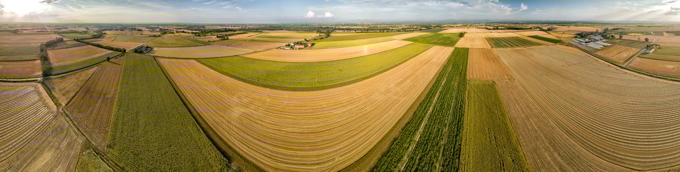 sunflower fields aerial view landscape with drone photo