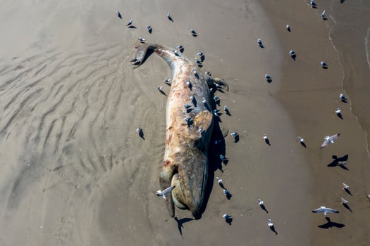 Dead grey whale on the beach photo
