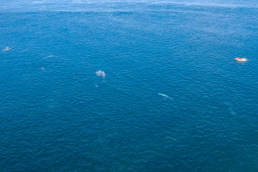 grey whale in Mexico Baja California aerial drone view panorama photo