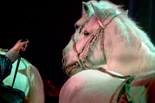 circus horses on black background photo