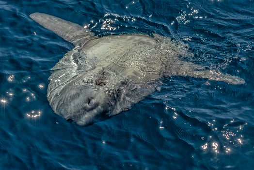 sunfish on sea surface while eating velella jellyfish photo