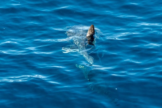 sunfish on sea surface while eating velella jellyfish photo