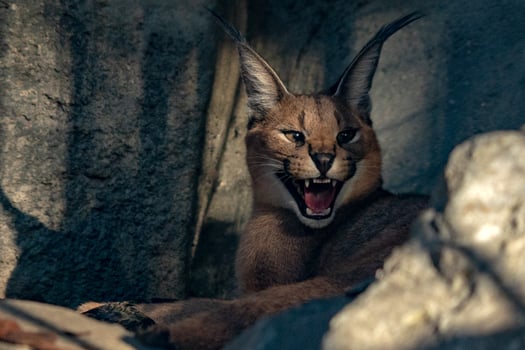 Caracal wild cat close up portrait photo
