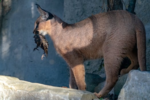 Caracal wild cat close up portrait wwhile eating a bird photo
