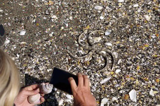 Many different shells on the beach photo