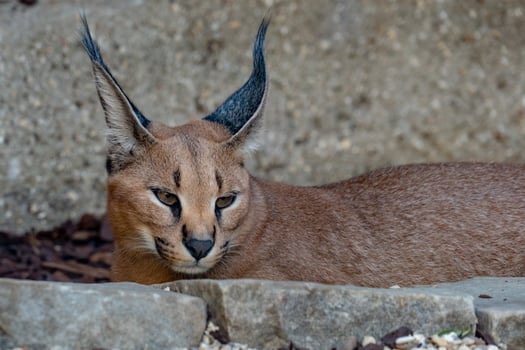 Caracal wild cat close up portrait photo