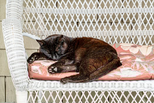 black cat sleeping on sofa photo