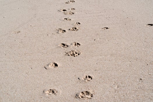 dog track on sandy beach photo