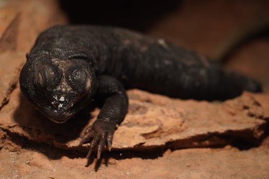 spiny tailed lizard photo