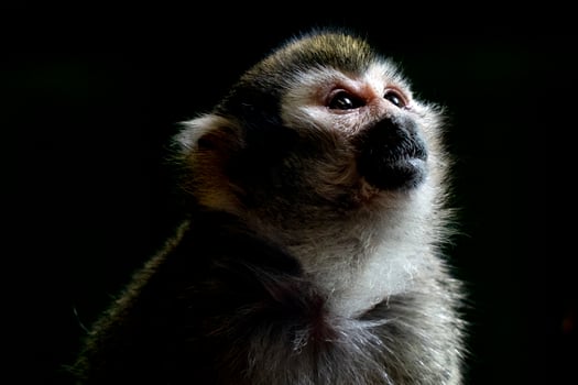 Common squirrel monkey portrait photo