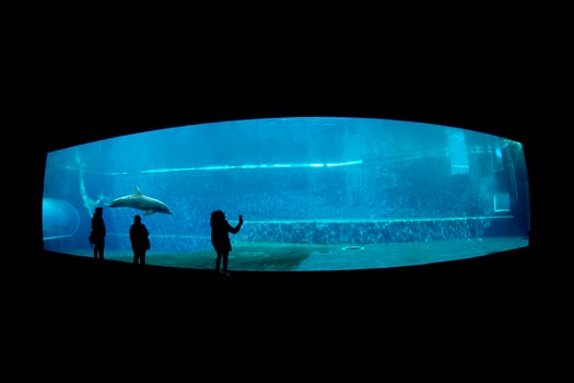 dolphin tank in aquarium photo
