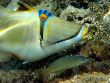 Red Sea Picasso Trigger Fish close up portrait photo