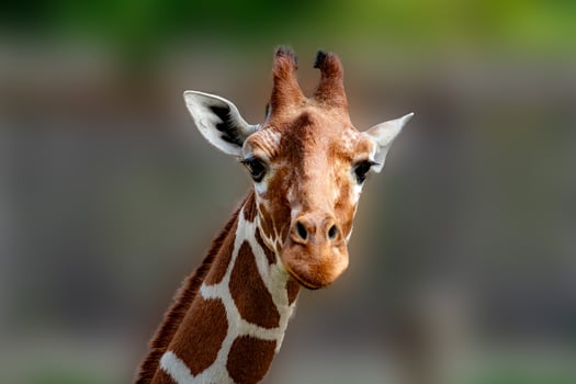 Tanzania giraffe close up portrait photo
