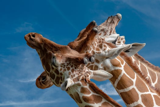 Tanzania three giraffe close up portrait in sky background photo
