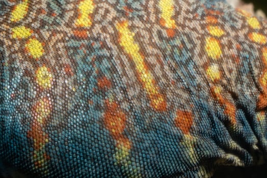 Ornate mastigure african lizard skin detail photo