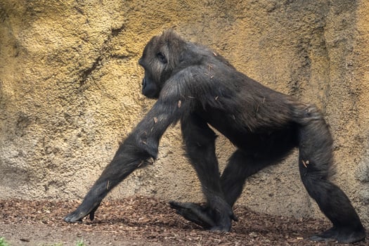 female gorilla portrait close up photo