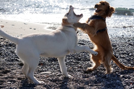 young dogs puppy playing on the beach spaniel cocker and retriver photo