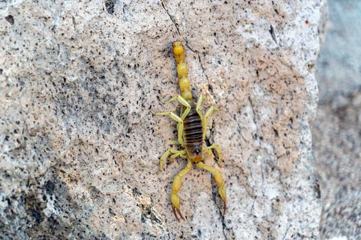 Yellow Scorpion in Baja California Sur Mexico photo
