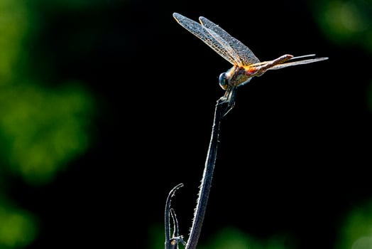 dragonfly macro close up photo