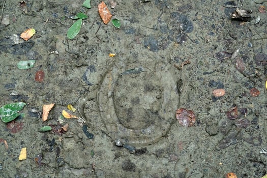 horseshoe foot on mud photo