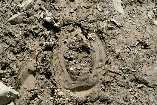 horseshoe foot on mud photo