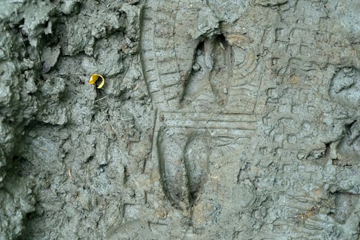 roe deer and human print on mud photo