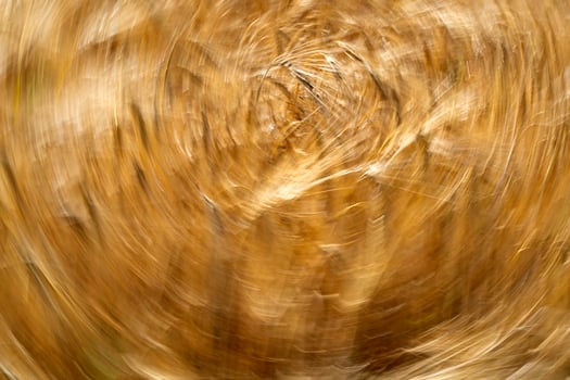 Green Wheat spikes field moved by wind photo