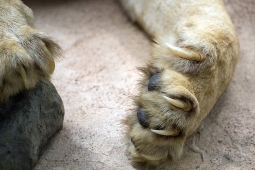 female lion paw detail photo