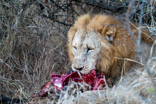 male lion in kruger park south africa eating a gnu photo