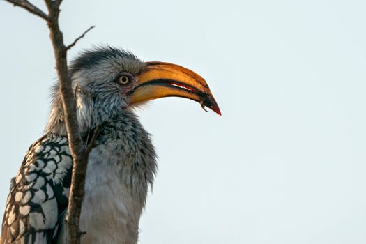 yellow-billed hornbill in kruger park south africa photo