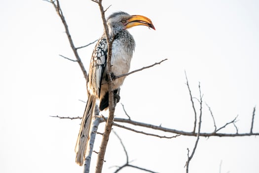 yellow-billed hornbill in kruger park south africa photo