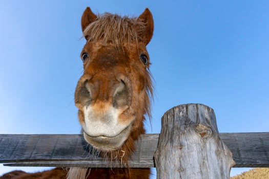funny face horse portrait photo