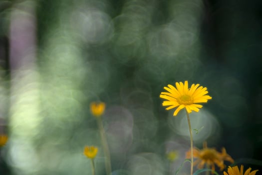 flower isolated on bubble bokeh photo
