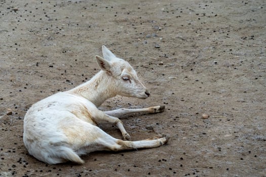 newborn baby white albino roe deer photo