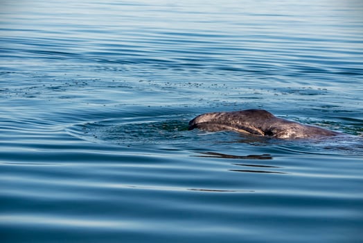 baby grey whale nose at sunset in pacific ocean photo