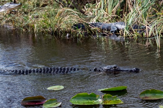 Florida Alligator in everglades close up portrait photo
