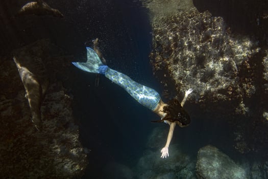 Mermaid swimming underwater in the deep blue sea with a seal photo